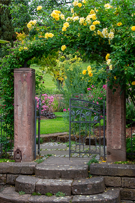 Eingang zum Garten mit Kletterrose Golden Gate